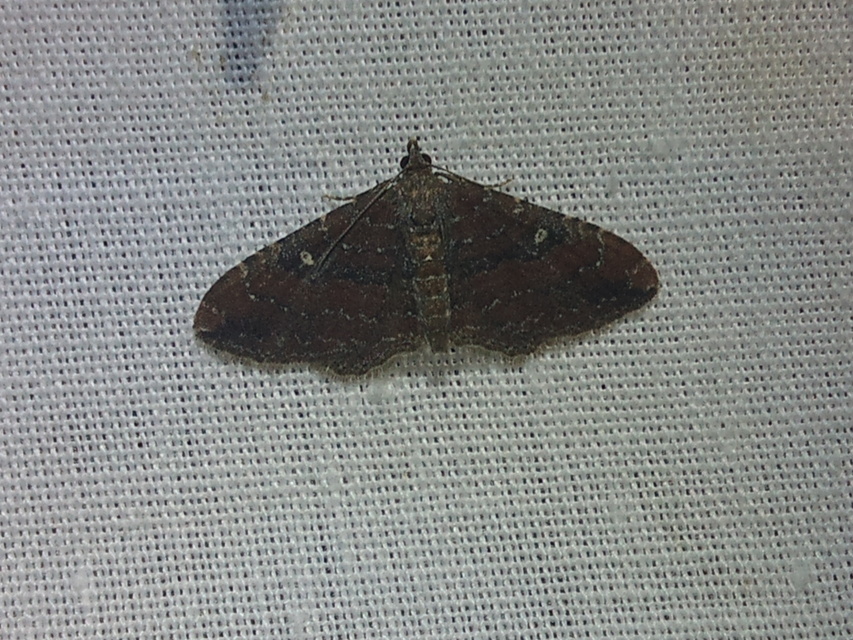 Orthonama obstipata - vándoraraszoló