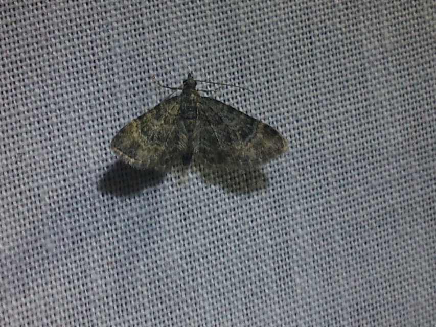 Gymnoscelis rufifasciata - vöröscsíkos törpearaszoló