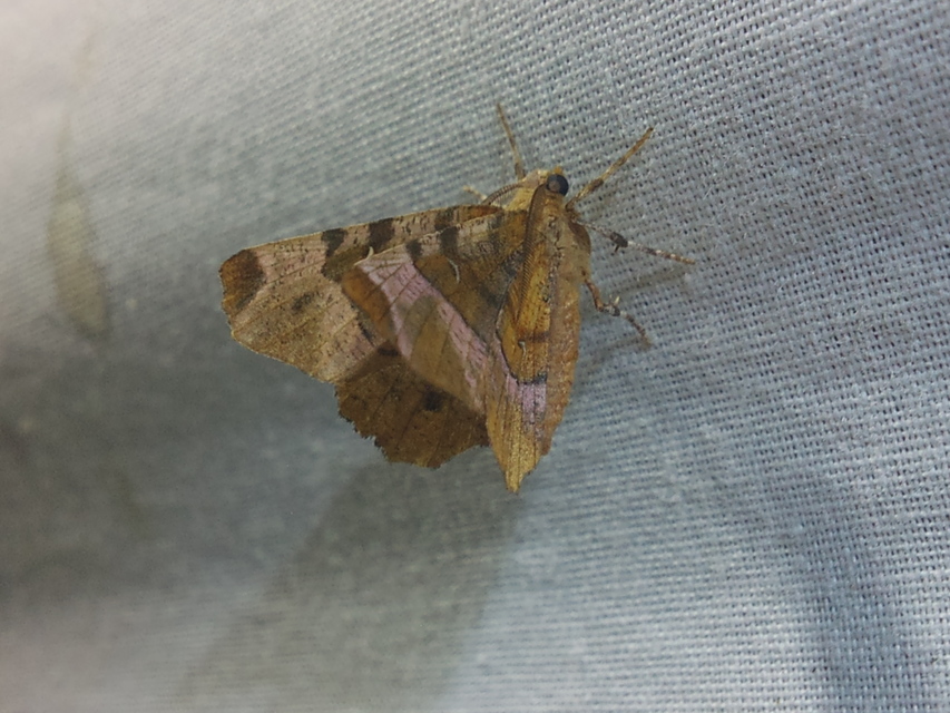 Selenia tetralunaria - négyfoltos holdasaraszoló