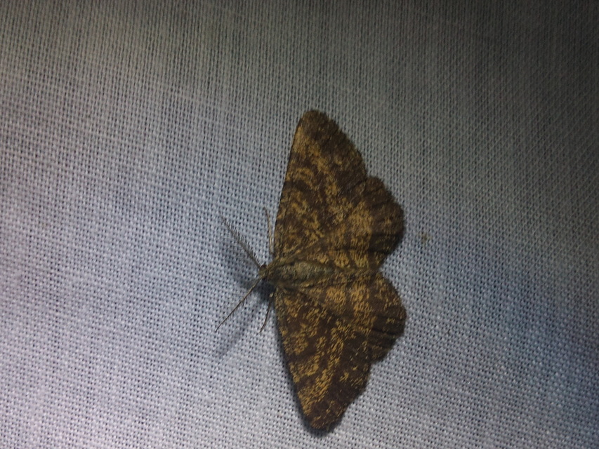 Ematurga atomaria - barna rétiaraszoló