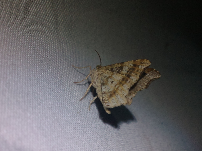 Macaria alternata - közönséges szürkearaszoló