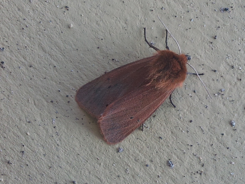 Phragmatobia fuliginosa - füstös medvelepke