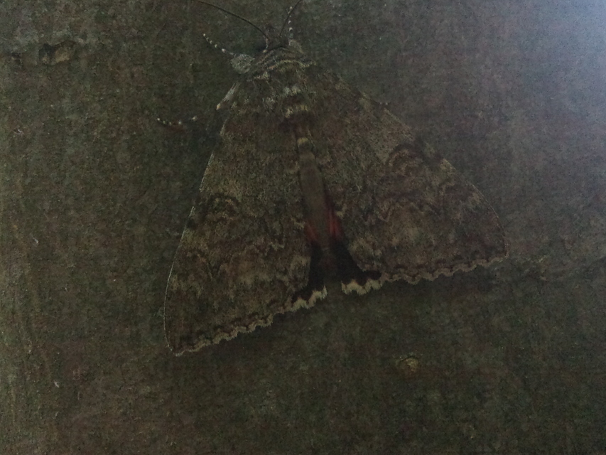 Catocala nupta - piros övesbagoly