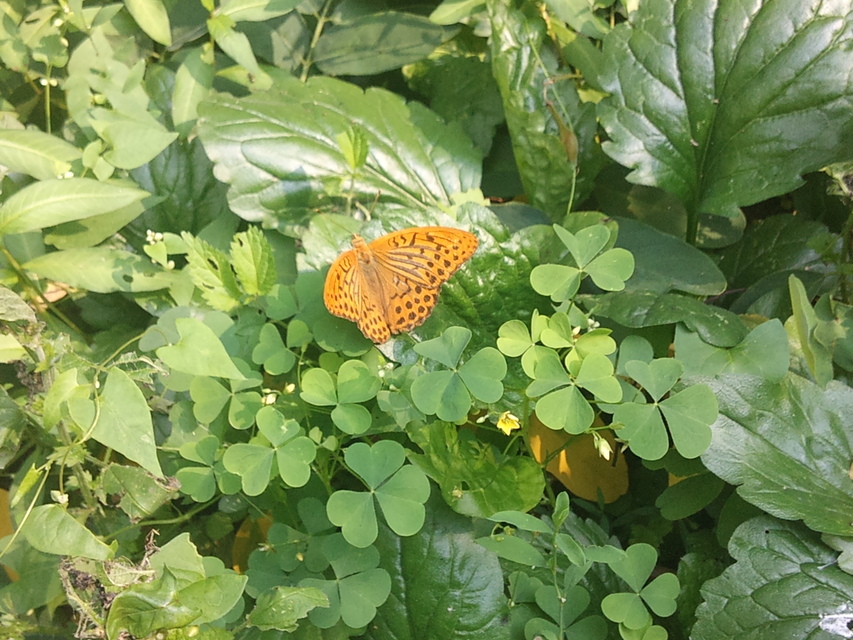 Argynnis paphia - nagy gyöngyházlepke