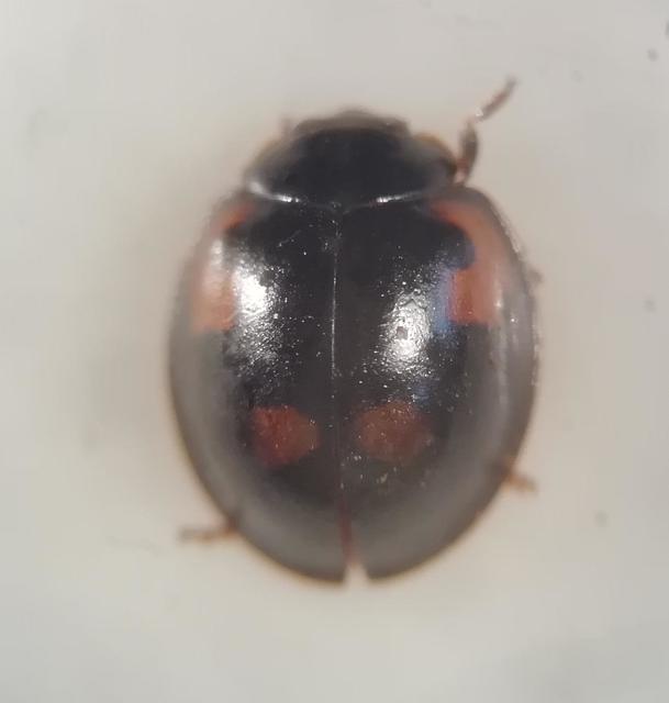 Exochomus quadripustulatus - négyfoltos szerecsenkata