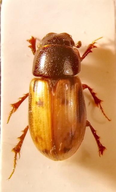 Aphodius distinctus - rajzos trágyabogár