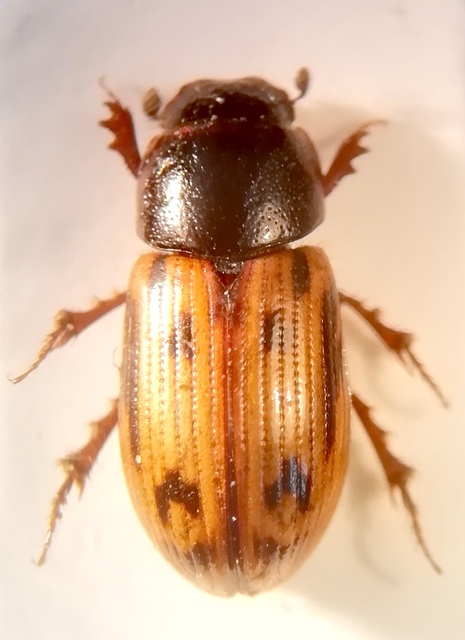 Aphodius distinctus - rajzos trágyabogár