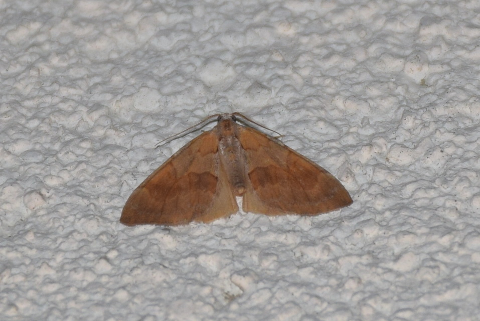 Pennithera firmata - sárgásvörös fenyőaraszoló