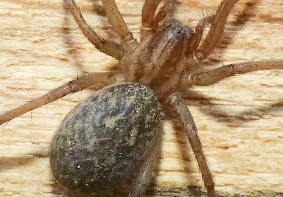 Eratigena agrestis - réti zugpók