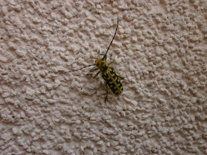 Saperda scalaris - létracincér