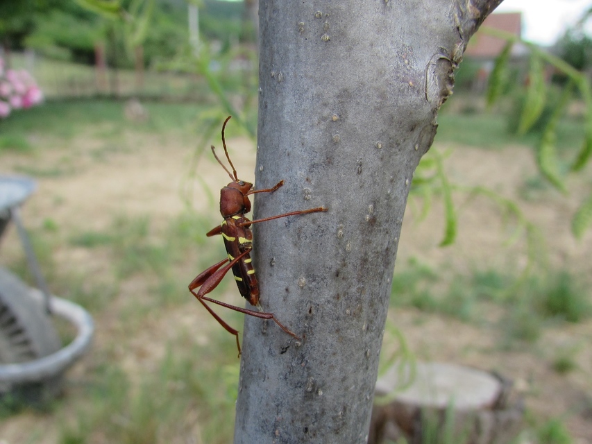 Neoclytus acuminatus - amerikai darázscincér Neoclytus acuminatus - amerikai darázscincér