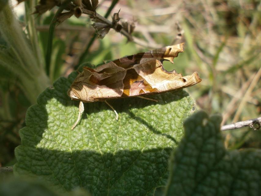 Phlogophora meticulosa - vándorló csipkésbagoly