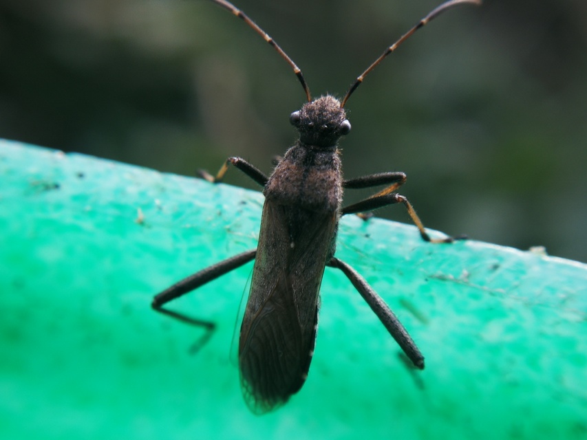 Alydus calcaratus - szőrös tövispoloska