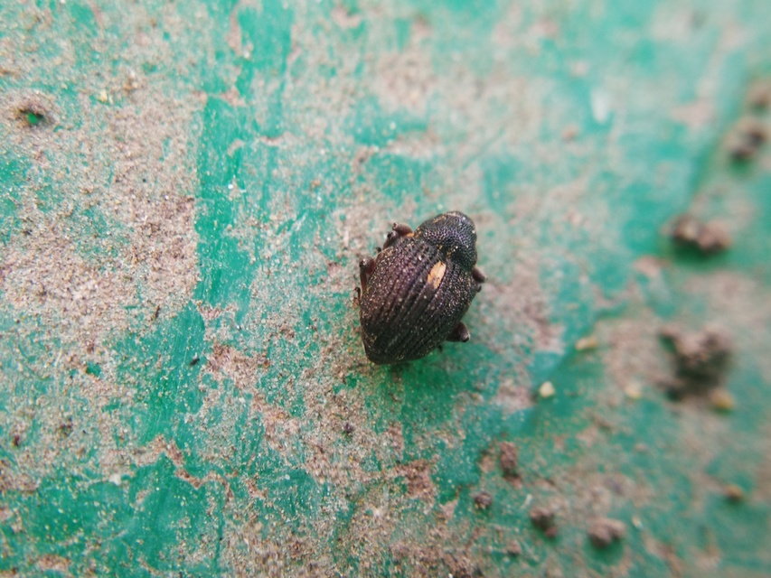 Rhinoncus pericarpius - réti keserűfű-ormányos