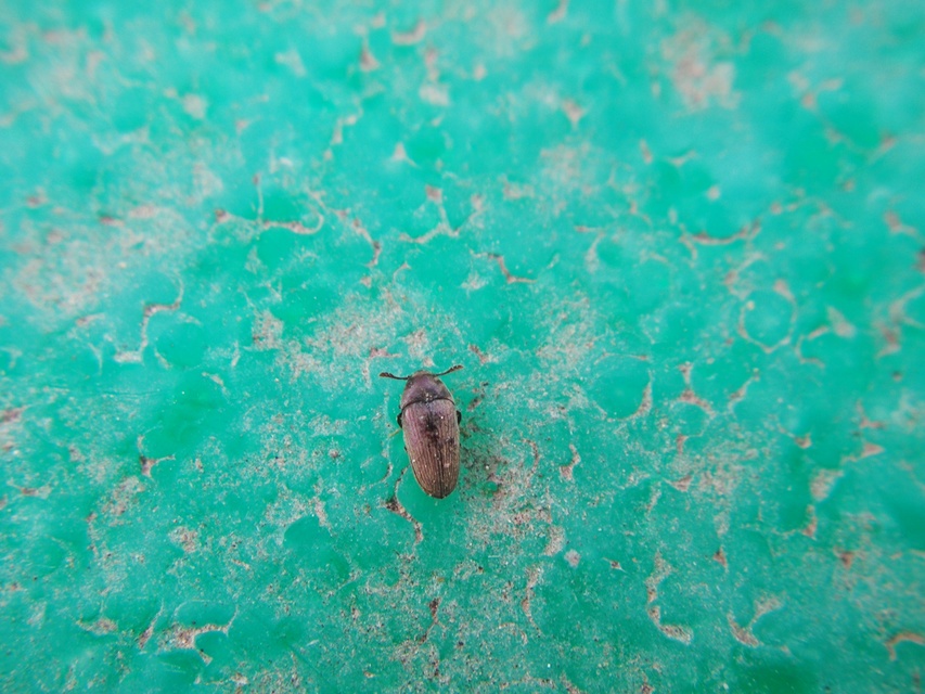 Throscidae - merevbogárfélék