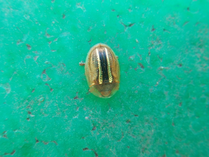 Cassida nobilis - díszes pajzsbogár Cassida nobilis - díszes pajzsbogár