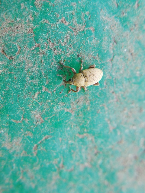 Tychius