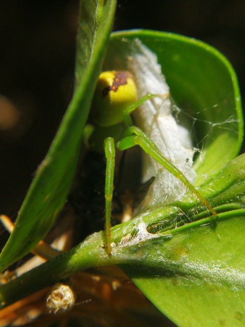 Ebrechtella tricuspidata - alakoskodó karolópók