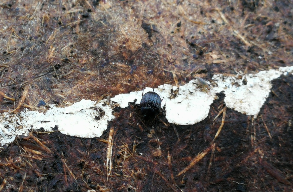 Onthophilus affinis - közönséges bordássutabogár Onthophilus affinis - közönséges bordássutabogár