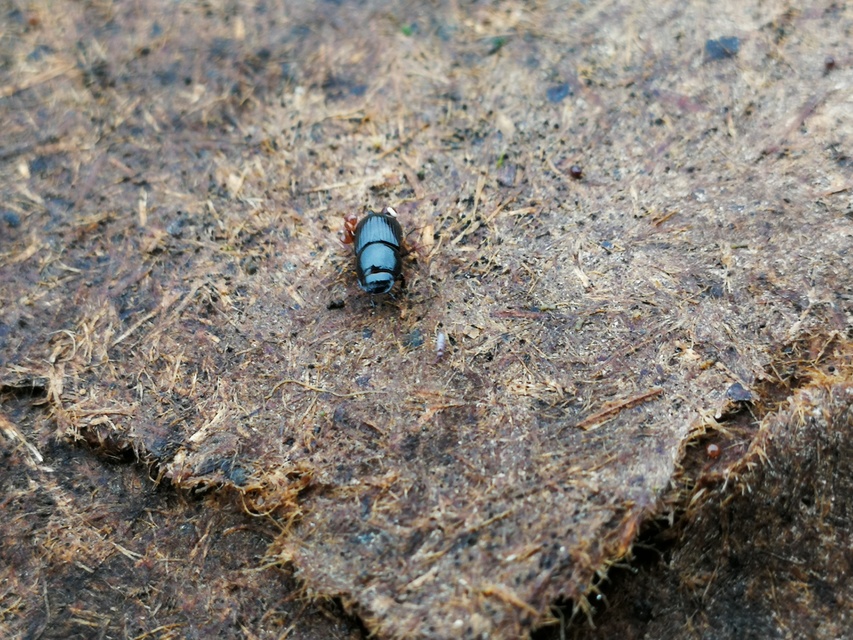 Aphodius luridus - tarka trágyabogár