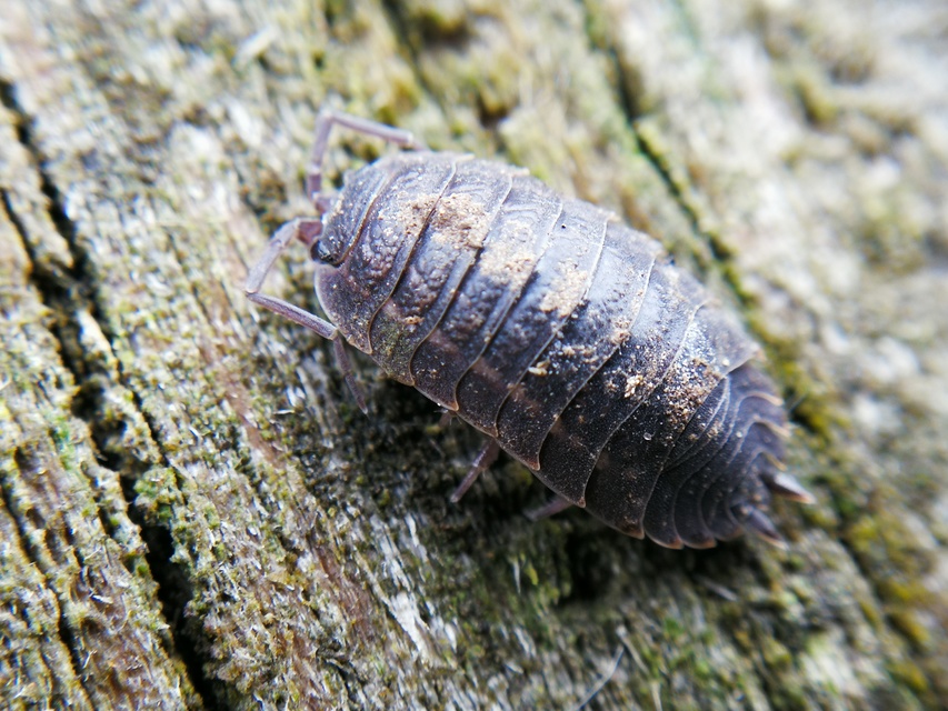 Trachelipus
