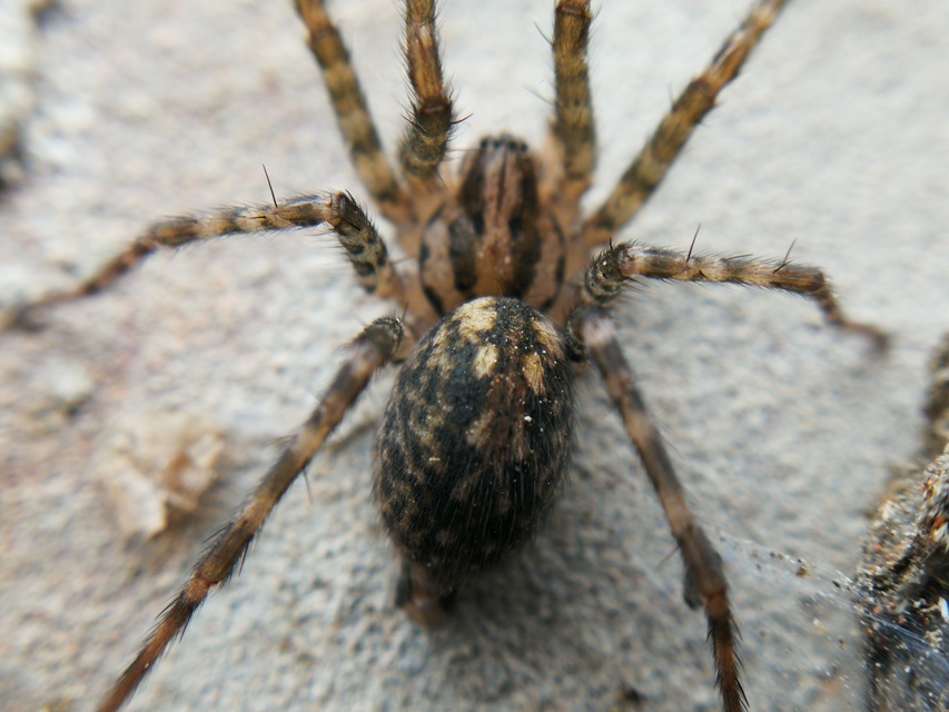 Tegenaria ferruginea - hegyi zugpók