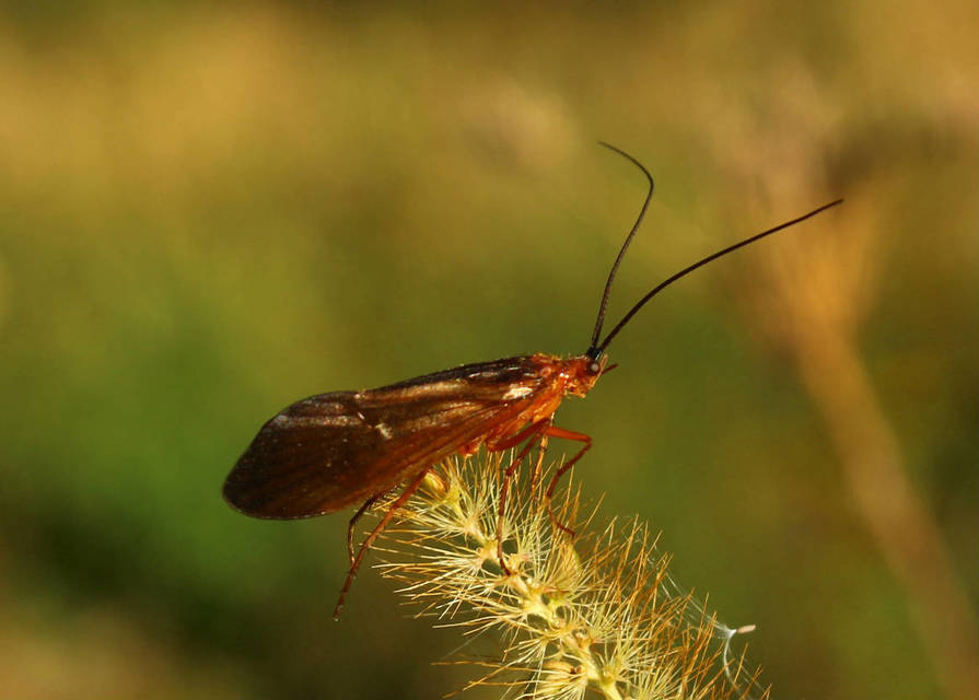 Limnephilidae