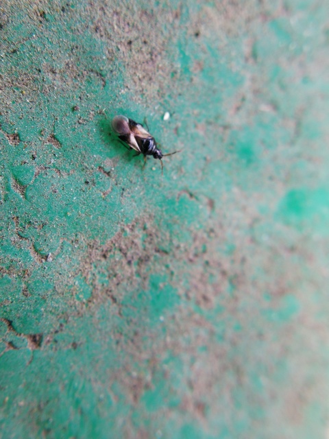 Anthocoridae - virágpoloskák Anthocoridae - virágpoloskák