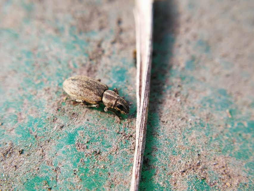 Sitona humeralis - lucerna-csipkézőbogár