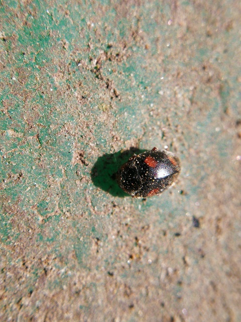 Scymnus frontalis - közönséges bödice