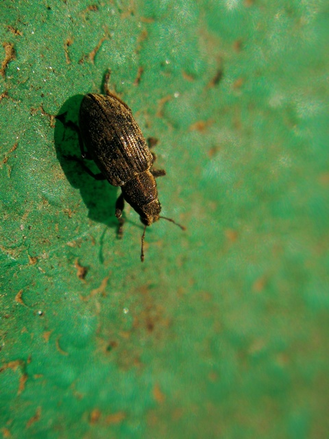 Sitona