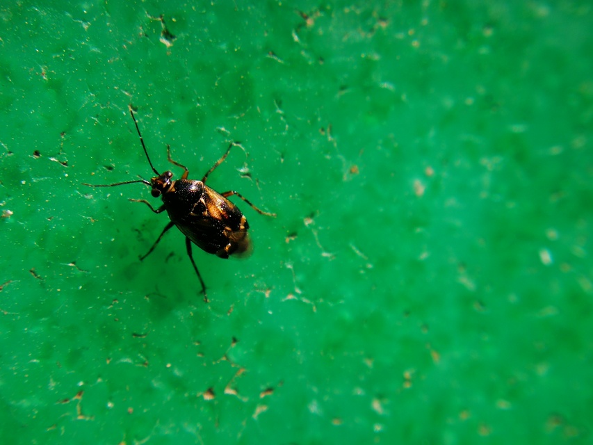 Deraeocoris serenus - hamvas mezeipoloska