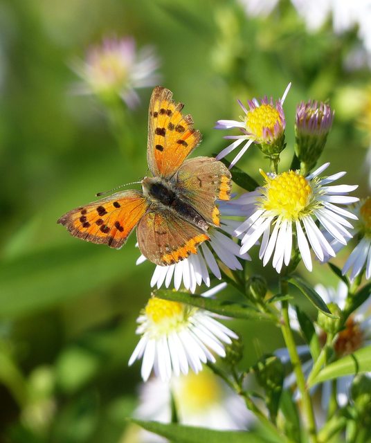 Lycaena phlaeas - közönséges tűzlepke