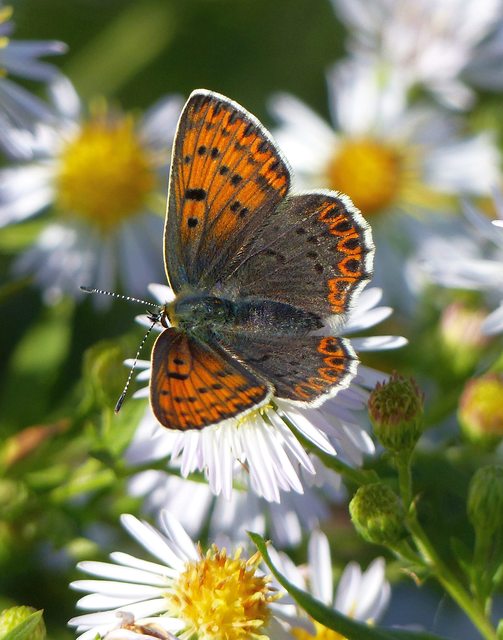 Lycaena tityrus - barna tűzlepke