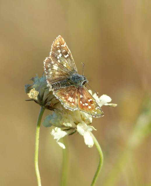 Pyrgus armoricanus - feles busalepke