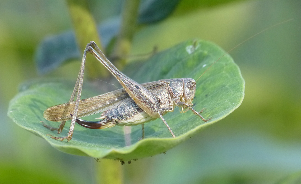Platycleis grisea - szürke rétiszöcske