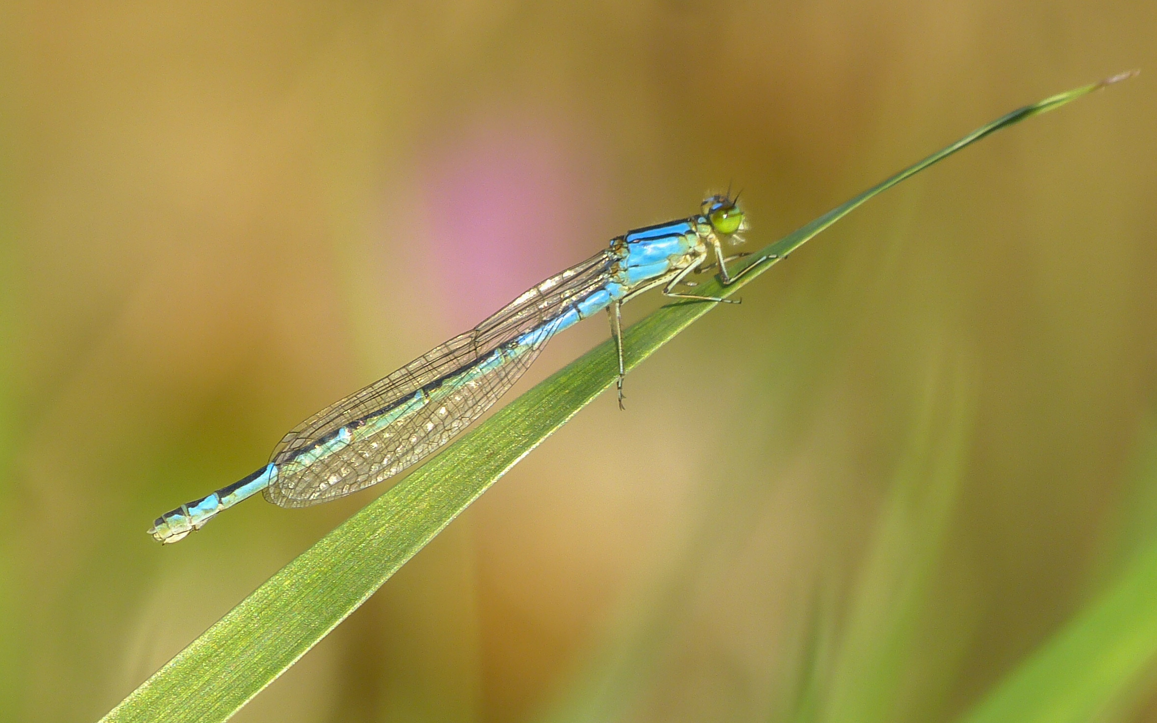 Enallagma cyathigerum - kéksávos légivadász