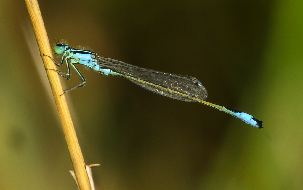 Ischnura elegans pontica - kéköves légivadász