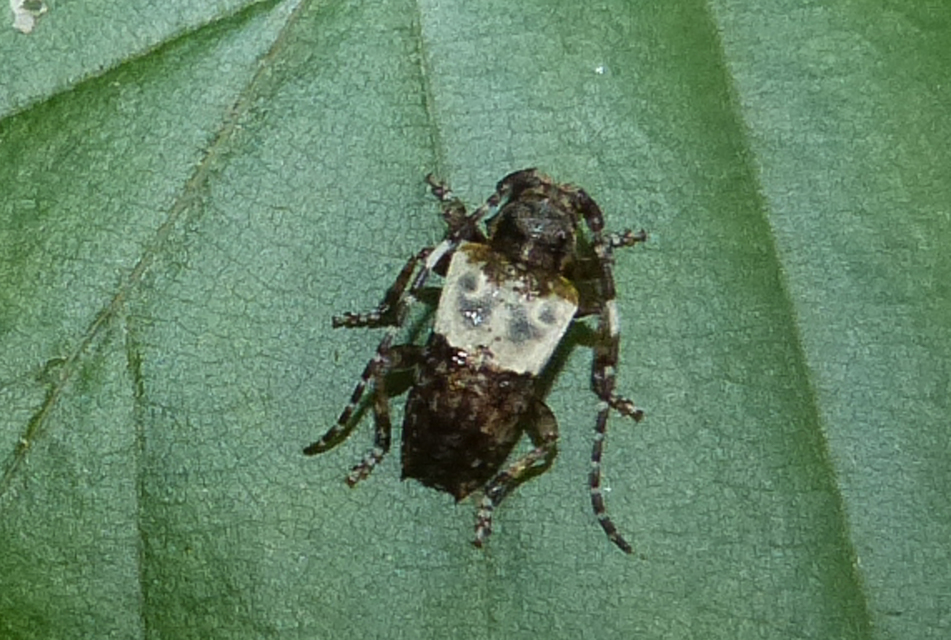 Pogonocherus hispidulus - négytövises ecsetcincér