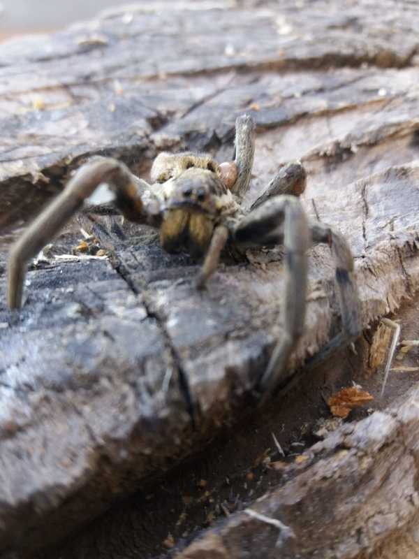 Lycosidae - farkaspókok