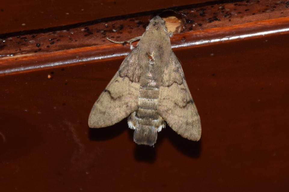 Macroglossum stellatarum - kacsafarkú szender