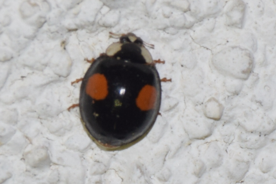 Harmonia axyridis - harlekinkatica