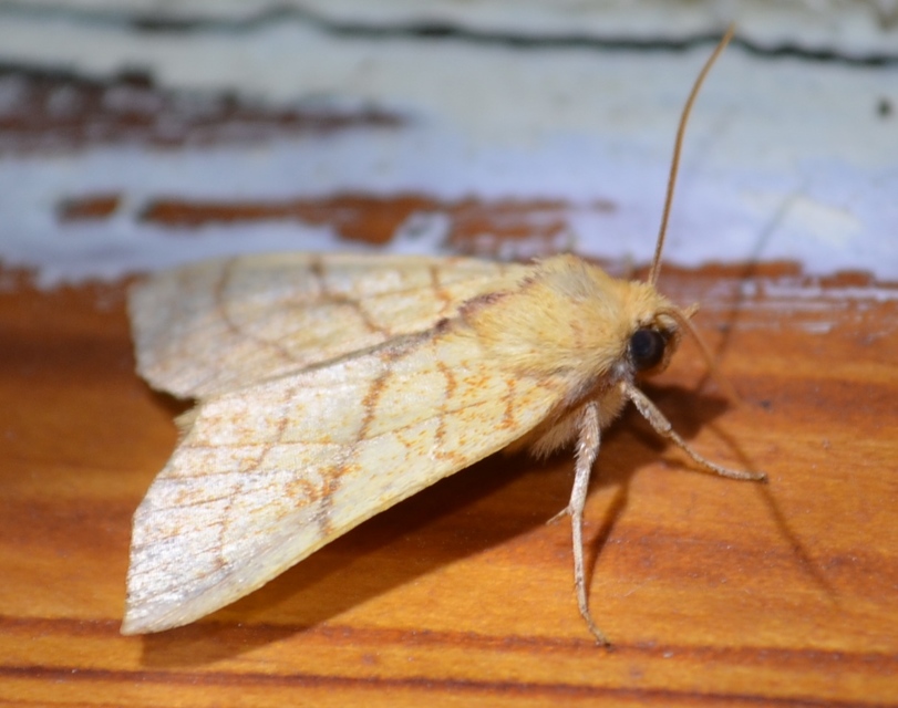 Tiliacea citrago - citromszínű sárgabagoly