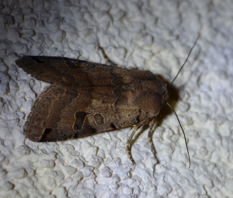 Anchoscelis litura - tarka őszibagoly