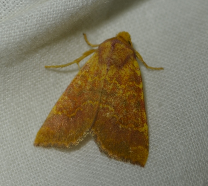 Tiliacea aurago - aranyló sárgabagoly