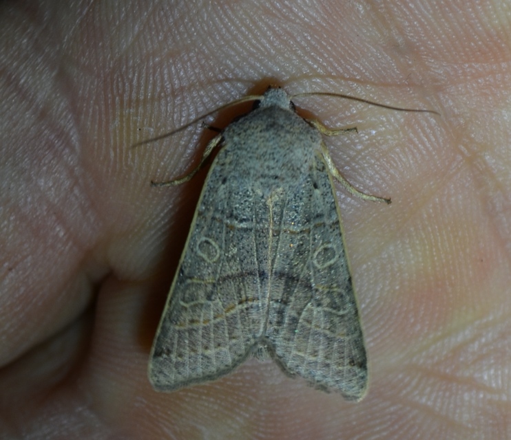 Anchoscelis humilis - olajbarna őszibagoly
