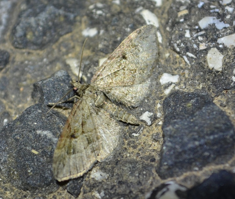 Eupithecia pusillata - lucfenyő-törpearaszoló