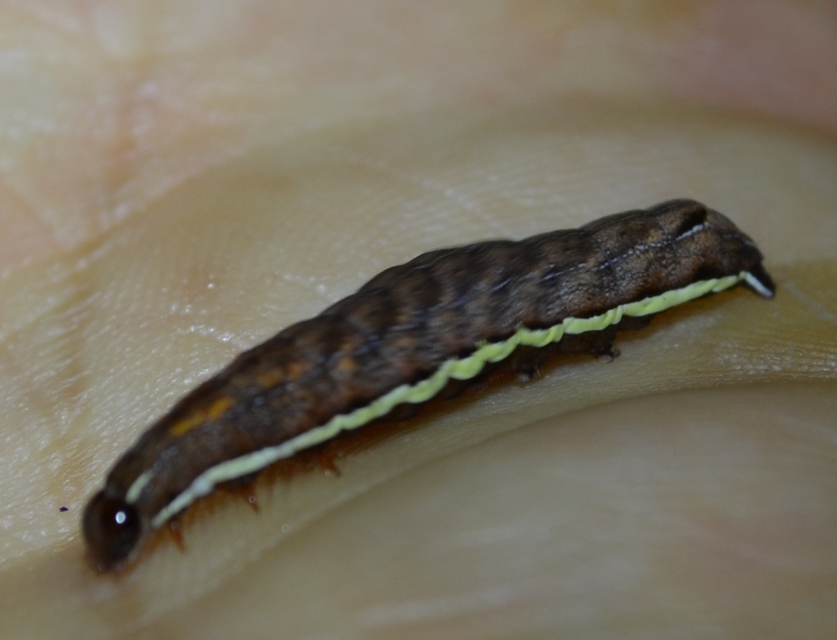 Actinotia polyodon - nagy sugarasbagoly