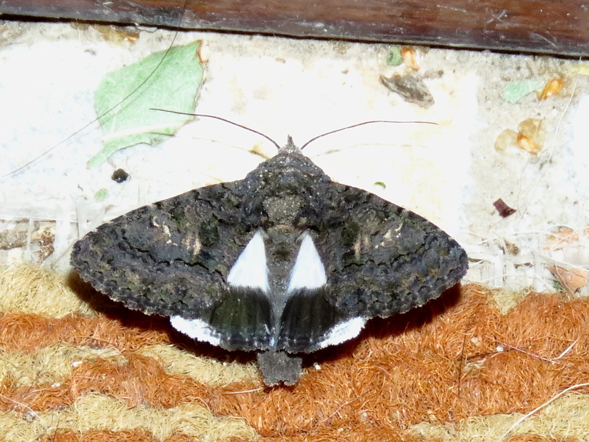 Anophia leucomelas - déli folyófűbagoly