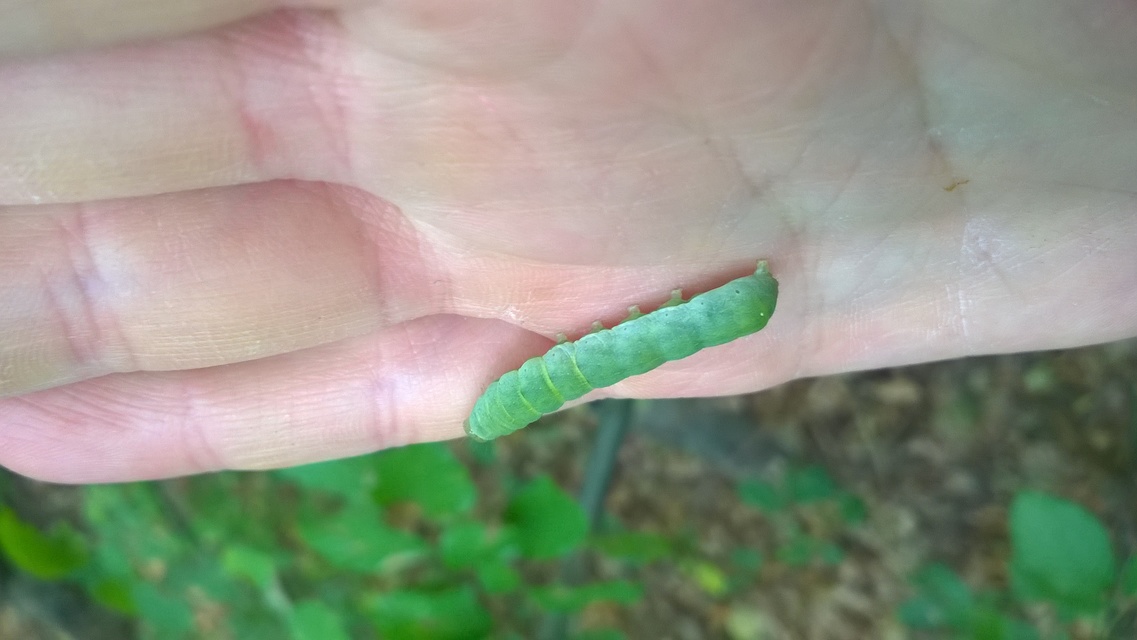 Euplexia lucipara - szeder-csipkésbagoly